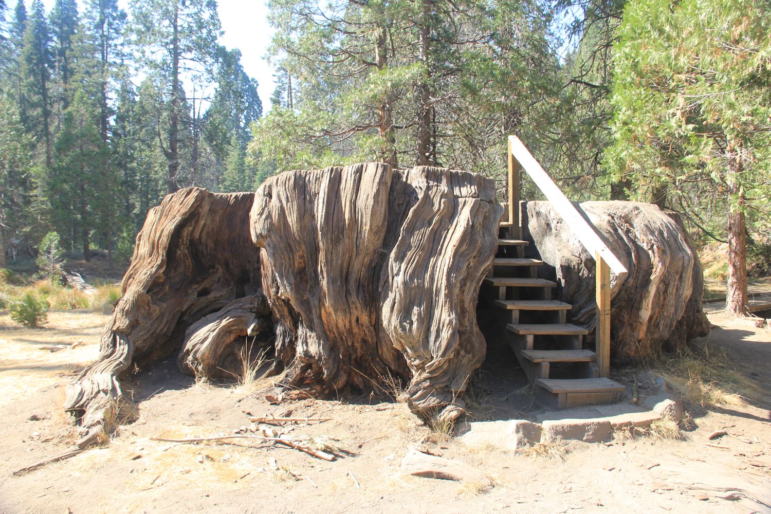 Big Stump Hike 